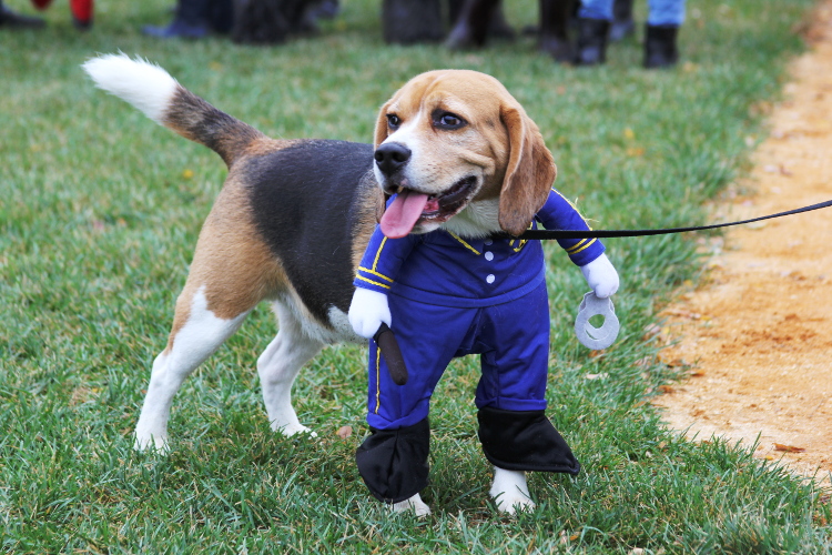 A beagle dressed as a police officer for the costume contest