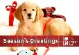  Yellow golden retriever puppy surrounded by Christmas presents and ribbon. Season's Greetings