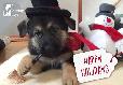 German shepard puppy with top hat and corncob pipe. Happy Holidays